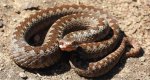 Żmija zygzakowata (Vipera berus)