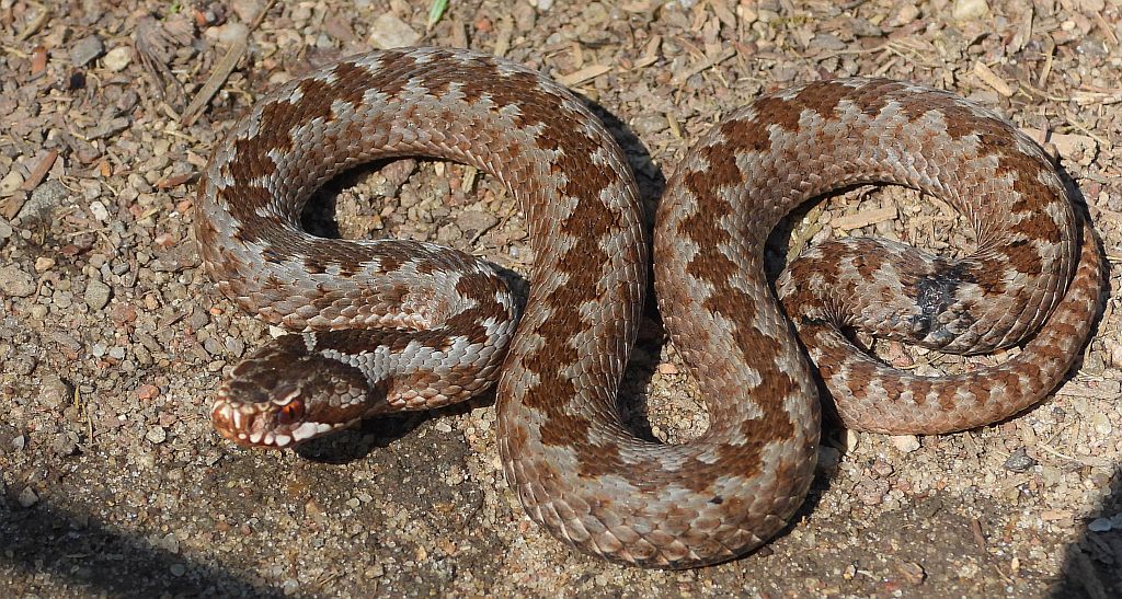 Żmija zygzakowata (Vipera berus)
