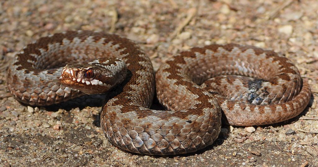 Żmija zygzakowata (Vipera berus)