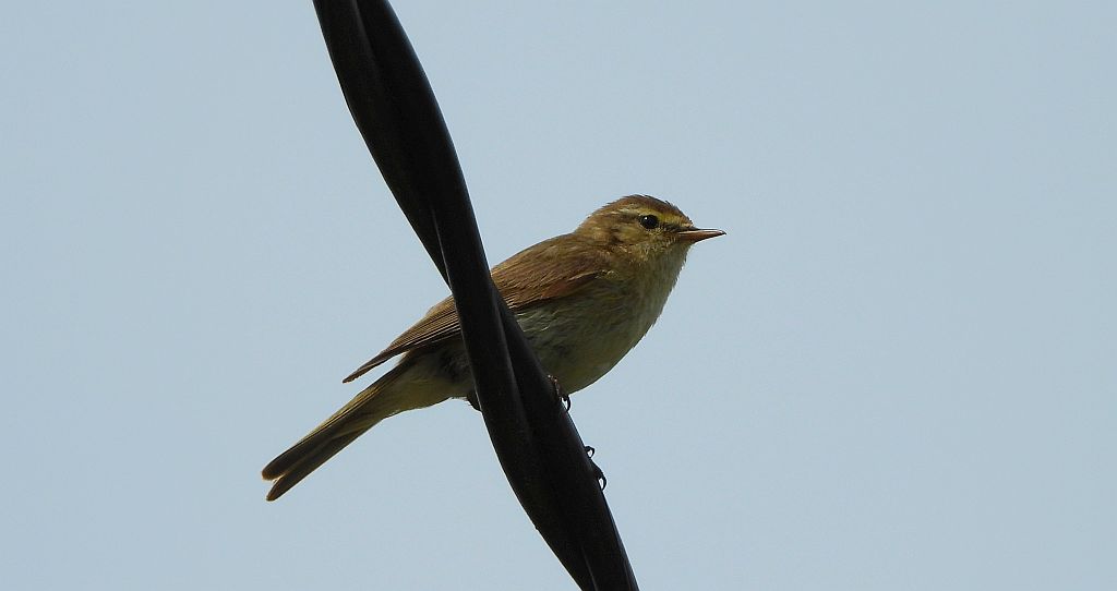 Łozówka (Acrocephalus palustris)