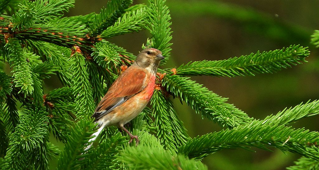 Makolągwa (Carduelis cannabina)
