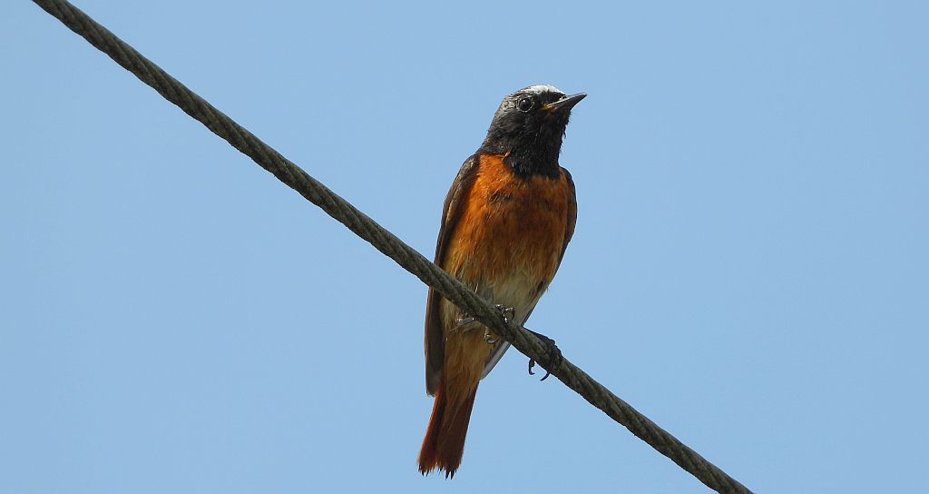 Pleszka zwyczajna, pleszka (Phoenicurus phoenicurus)