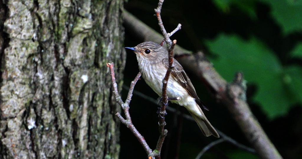 Muchołówka szara (Muscicapa striata)