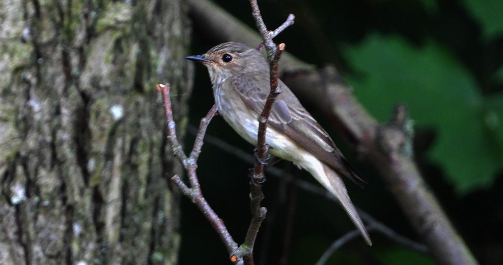 Muchołówka szara (Muscicapa striata)
