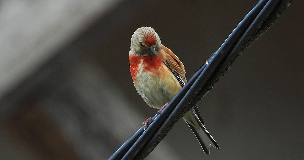 Makolągwa (Carduelis cannabina)