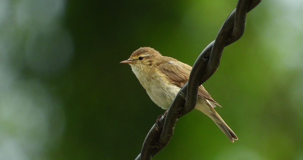 Łozówka (Acrocephalus palustris)