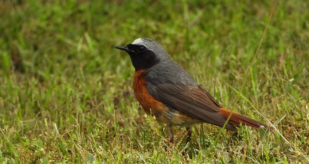 Pleszka zwyczajna, pleszka (Phoenicurus phoenicurus)