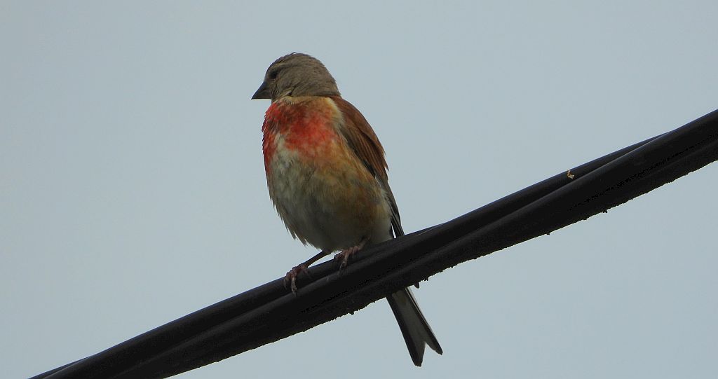 Makolągwa (Carduelis cannabina)
