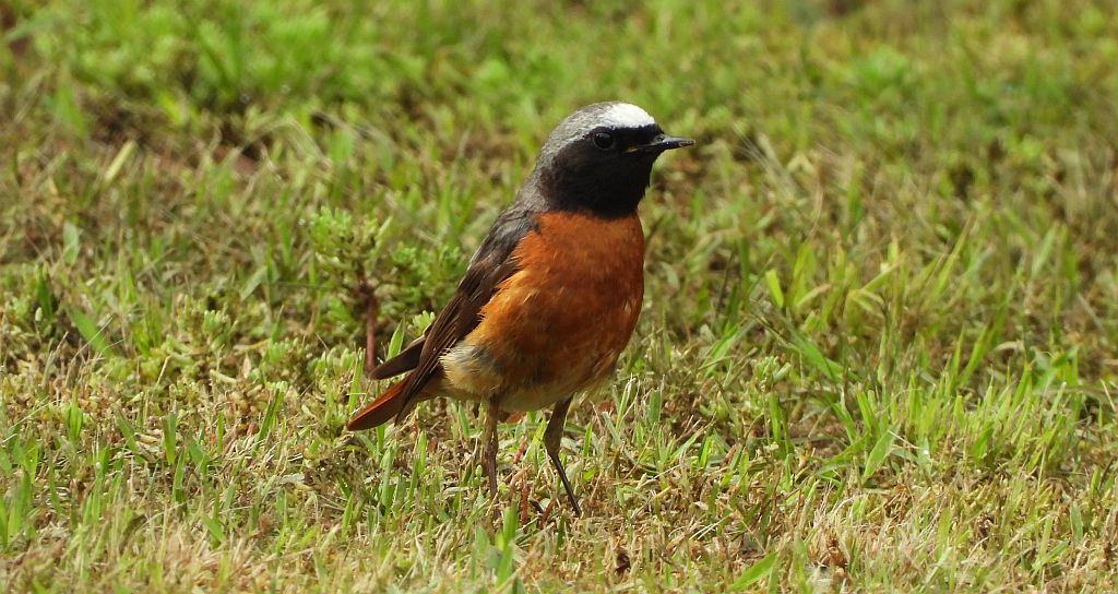Pleszka zwyczajna, pleszka (Phoenicurus phoenicurus)