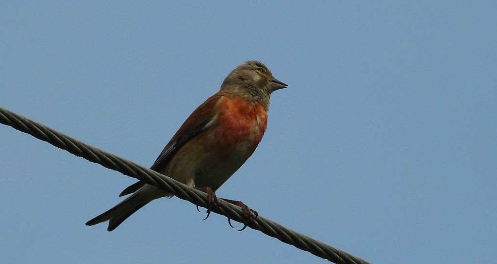 Makolągwa (Carduelis cannabina)