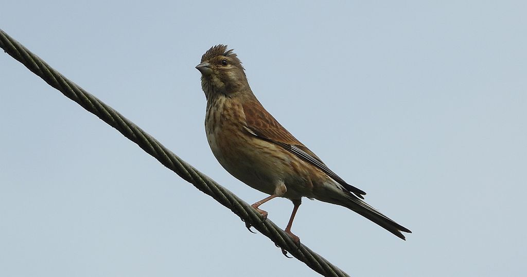 Makolągwa (Carduelis cannabina)