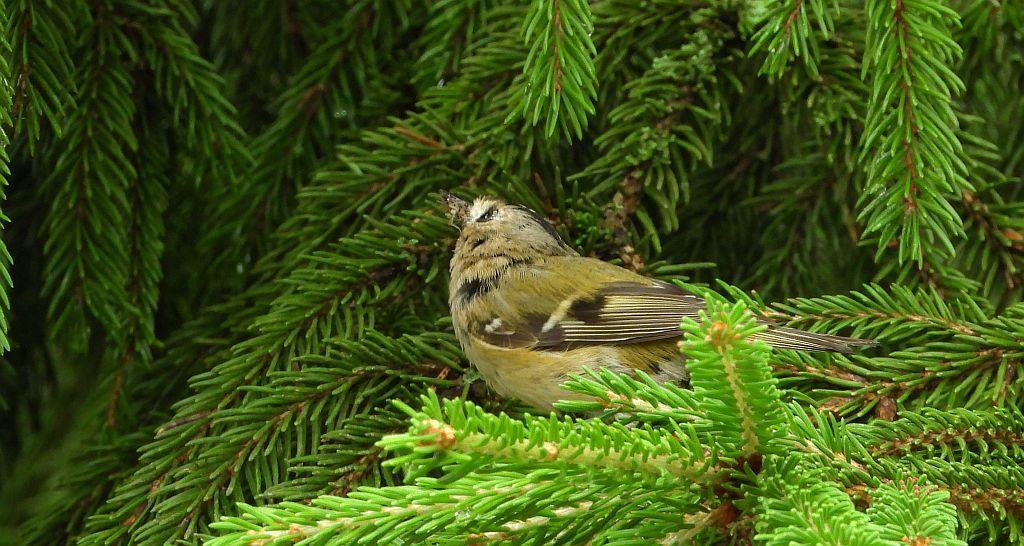 Mysikrólik (Regulus regulus)