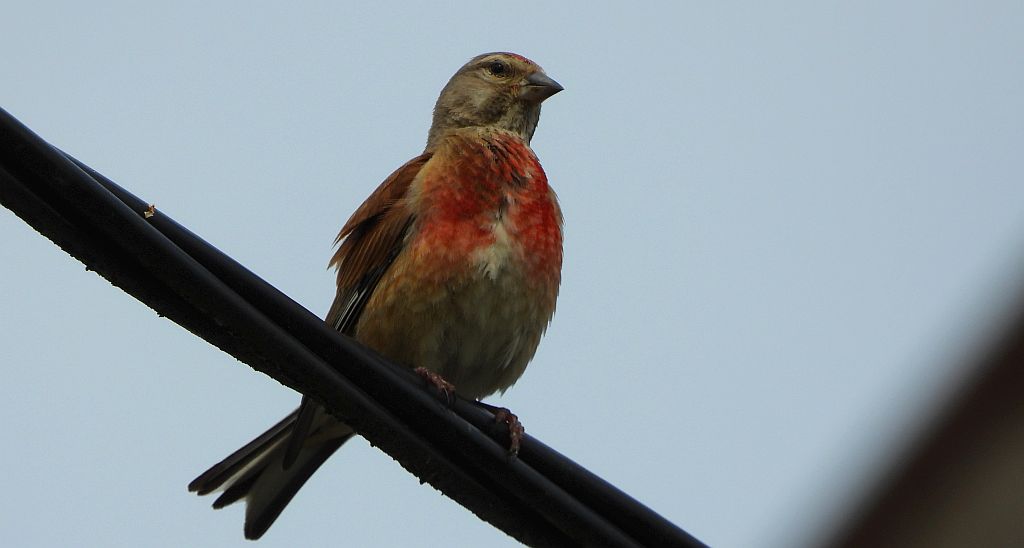 Makolągwa (Carduelis cannabina)
