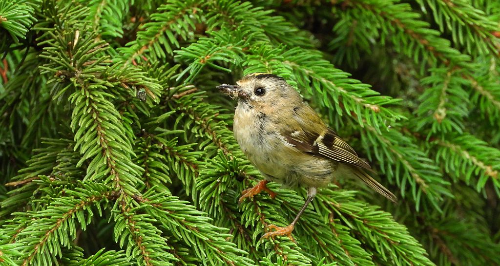 Mysikrólik (Regulus regulus)