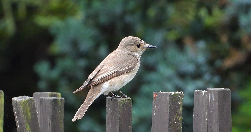 Muchołówka szara (Muscicapa striata)