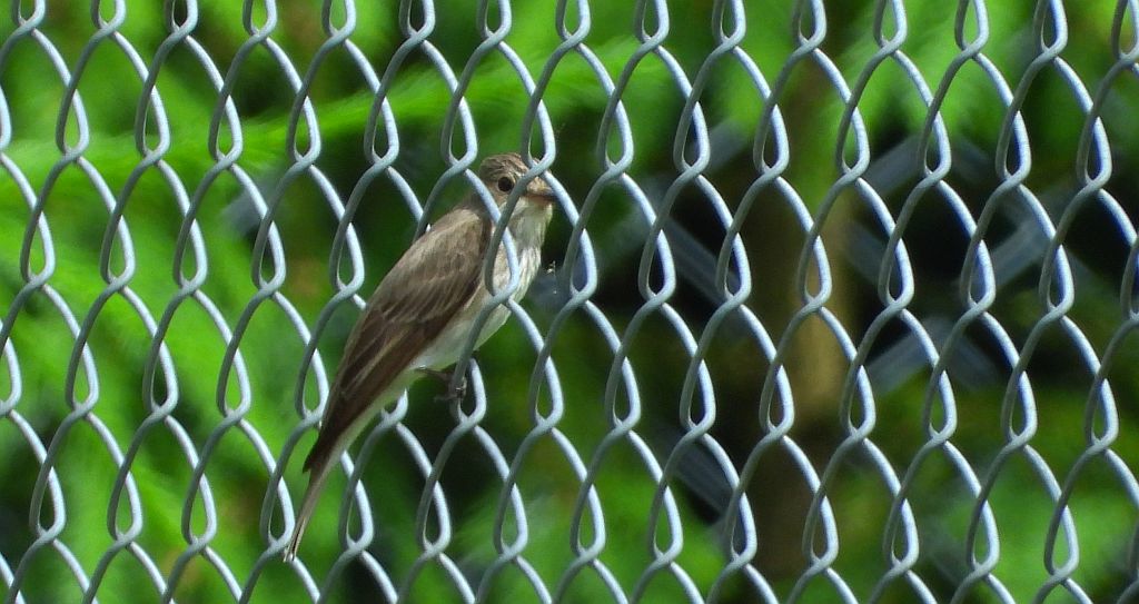 Muchołówka szara (Muscicapa striata)