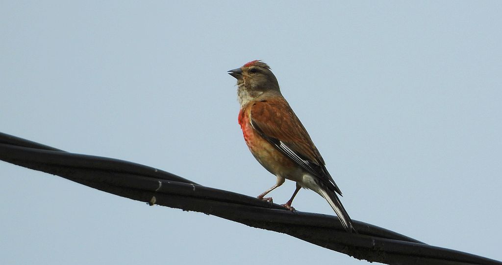 Makolągwa (Carduelis cannabina)
