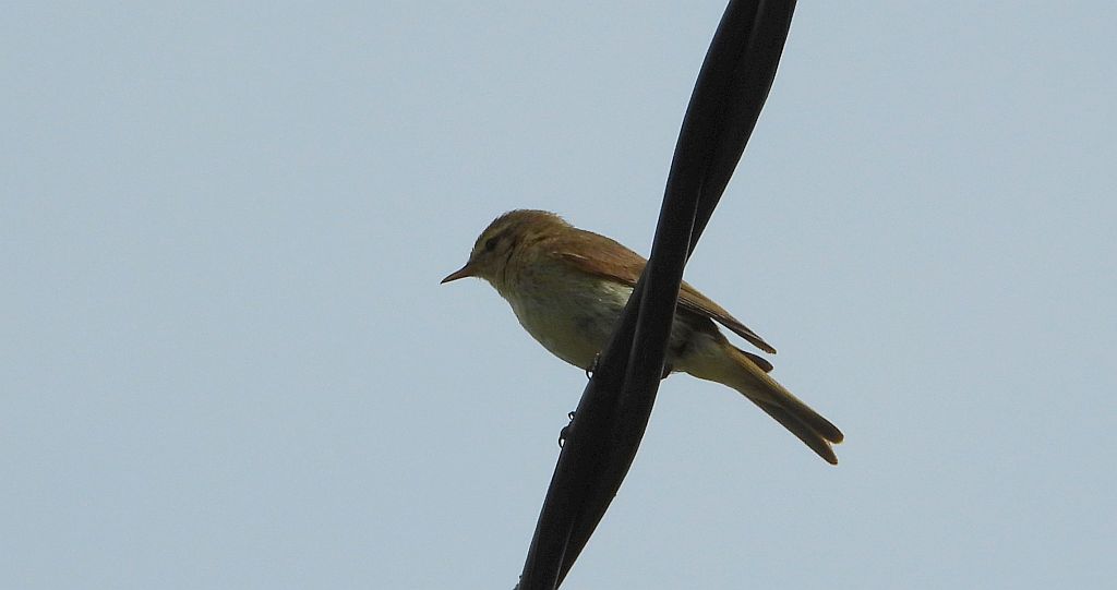 Łozówka (Acrocephalus palustris)