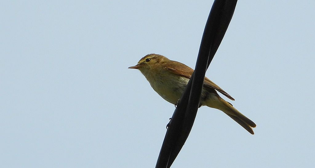 Łozówka (Acrocephalus palustris)