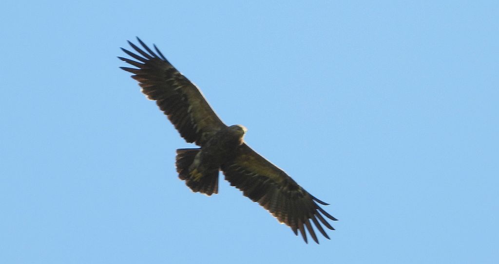 Orlik krzykliwy (Clanga pomarina)
