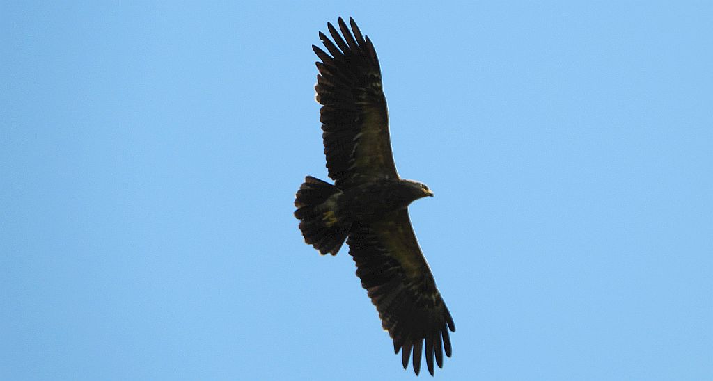 Orlik krzykliwy (Clanga pomarina)