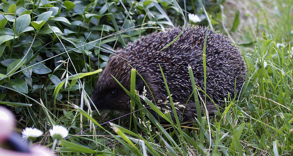 Jeż wschodni (Erinaceus roumanicus)