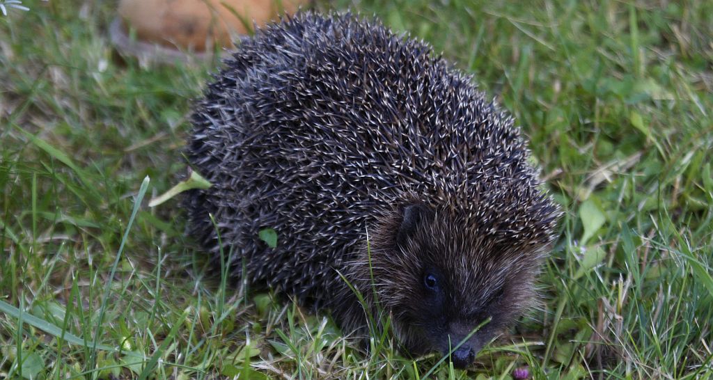 Jeż wschodni (Erinaceus roumanicus)