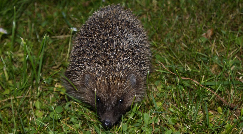 Jeż wschodni (Erinaceus roumanicus)