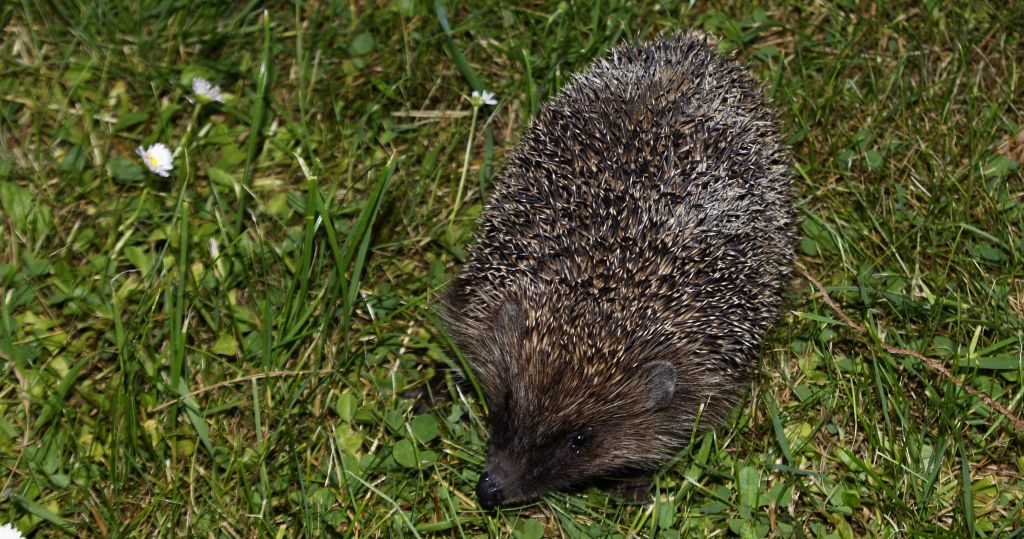 Jeż wschodni (Erinaceus roumanicus)