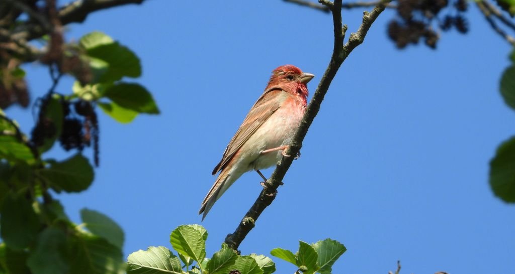 Dziwonia zwyczajna, dziwonia (Erythrina erythrinus)