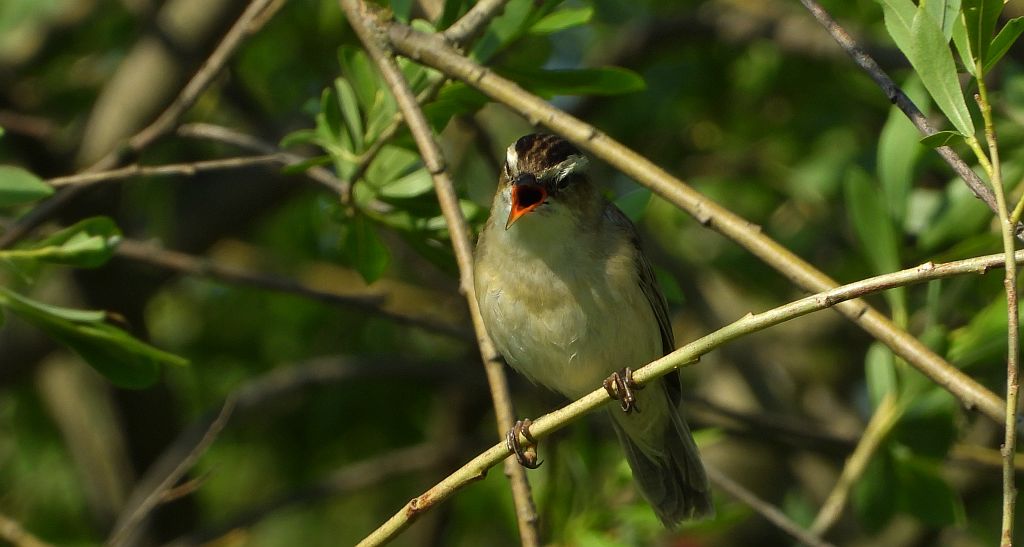 Rokitniczka (Acrocephalus schoenobaenus)