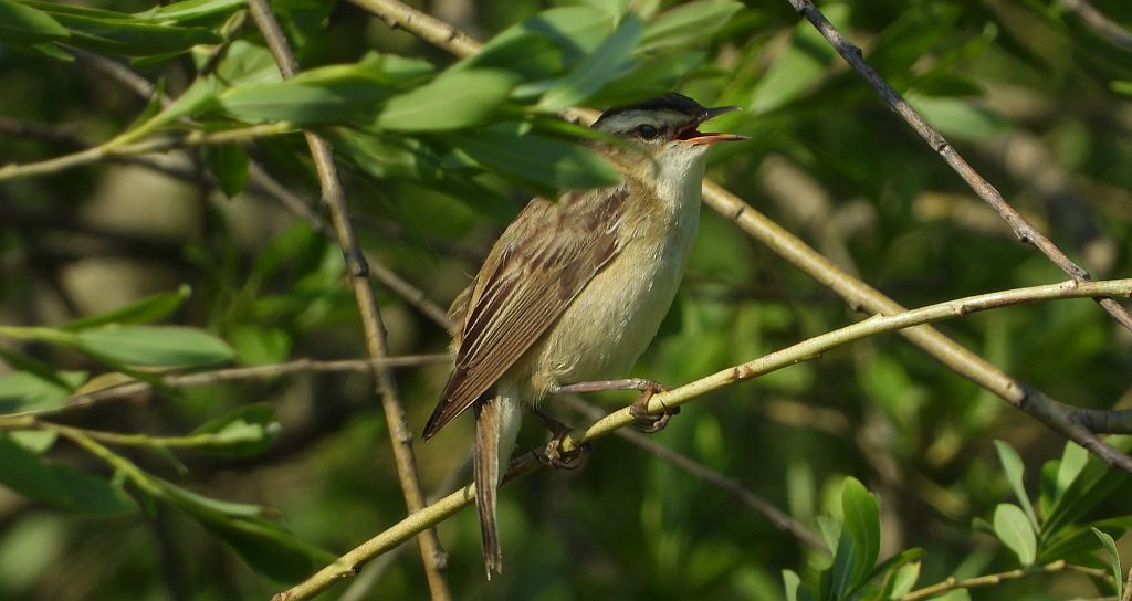 Rokitniczka (Acrocephalus schoenobaenus)