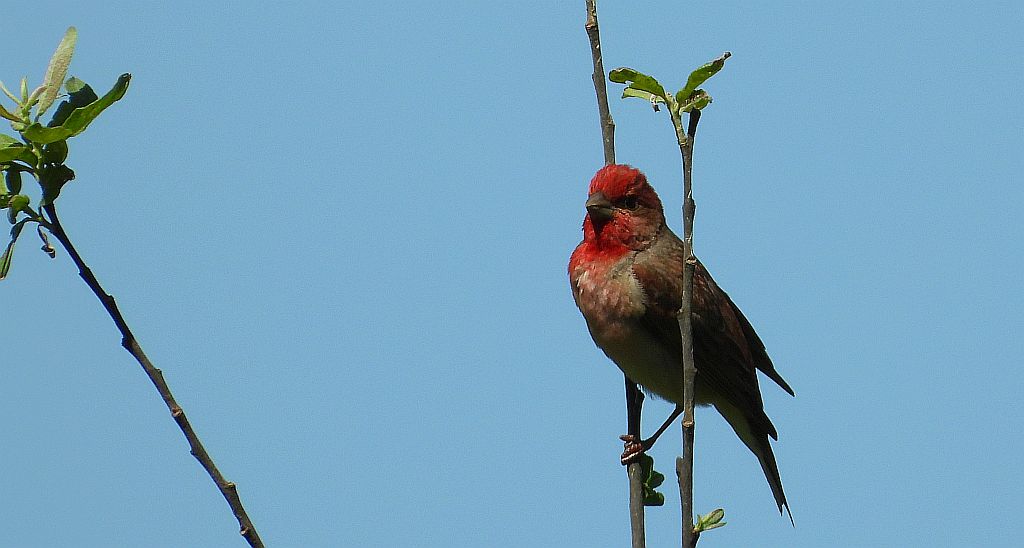 Dziwonia zwyczajna, dziwonia (Erythrina erythrinus)