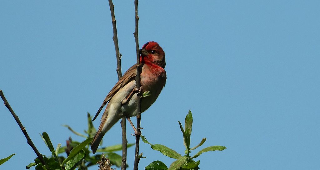 Dziwonia zwyczajna, dziwonia (Erythrina erythrinus)