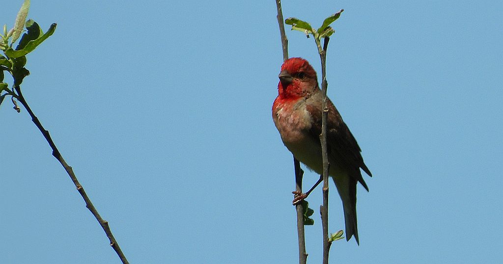 Dziwonia zwyczajna, dziwonia (Erythrina erythrinus)