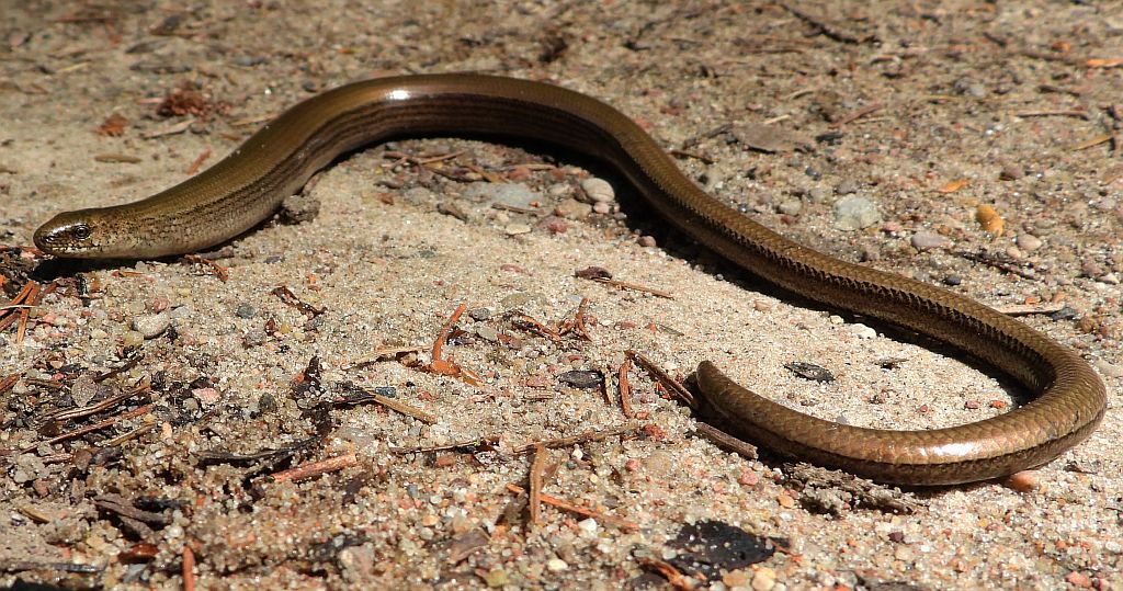 Padalec zwyczajny (Anguis fragilis)