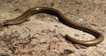 Padalec zwyczajny (Anguis fragilis)
