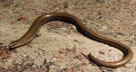 Padalec zwyczajny (Anguis fragilis)