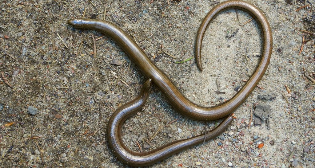 Padalec zwyczajny (Anguis fragilis)