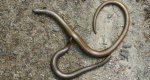 Padalec zwyczajny (Anguis fragilis)