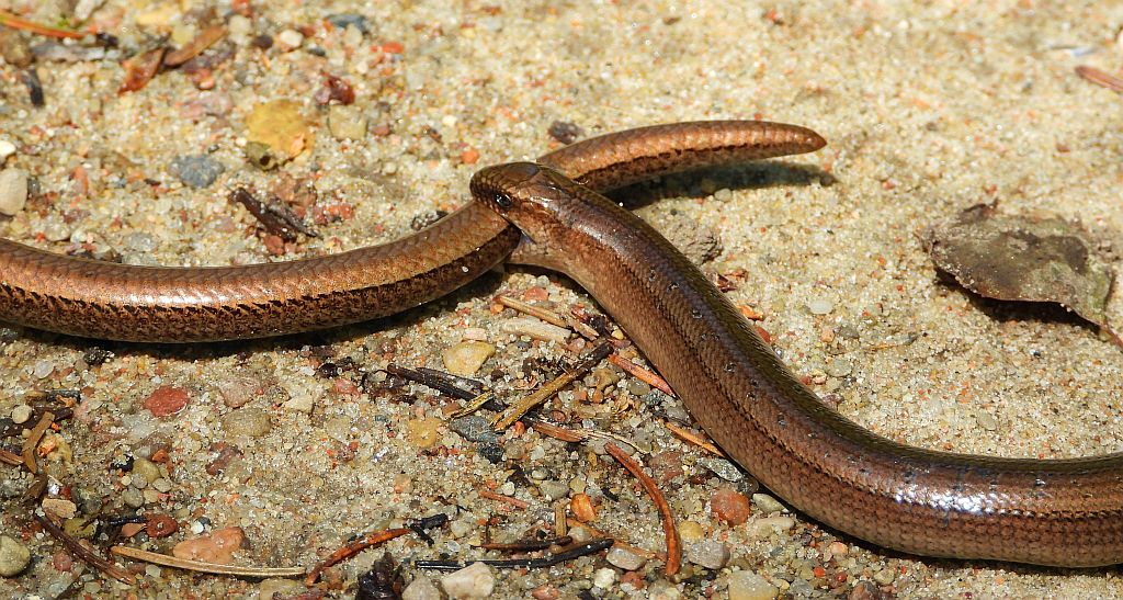 Padalec zwyczajny (Anguis fragilis)