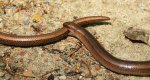 Padalec zwyczajny (Anguis fragilis)