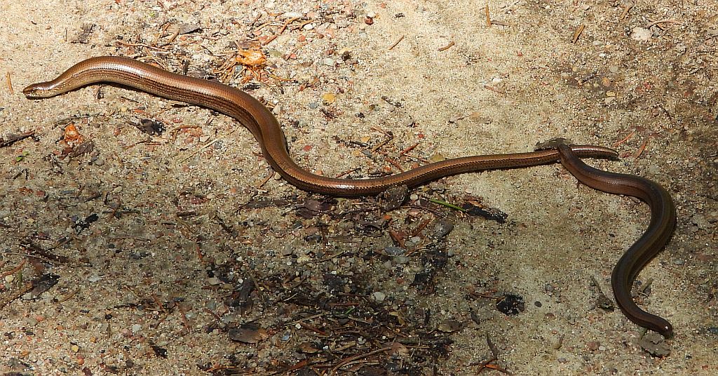 Padalec zwyczajny (Anguis fragilis)