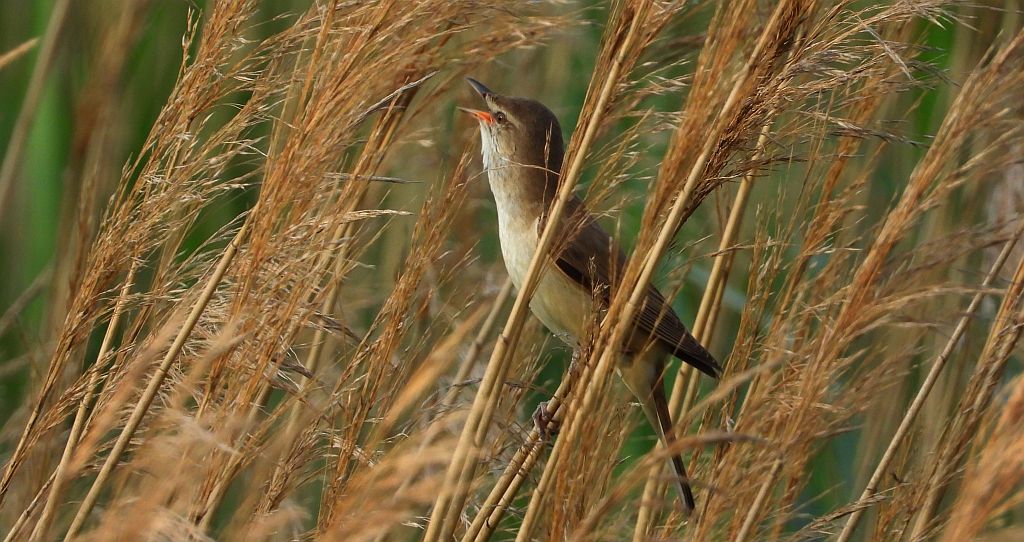Trzciniak zwyczajny, trzciniak drozdówka, trzciniak (Acrocephalus arundinaceus)