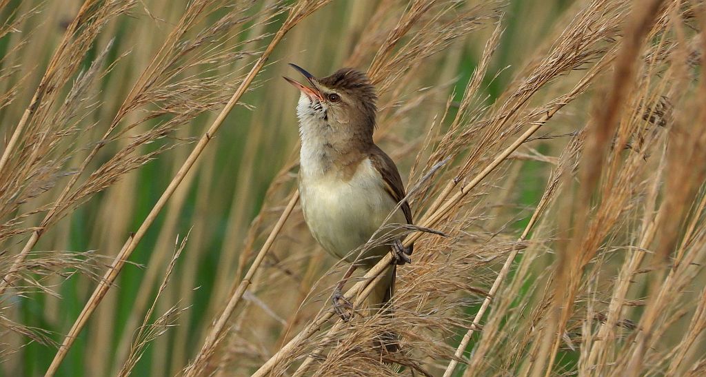 Trzciniak zwyczajny, trzciniak drozdówka, trzciniak (Acrocephalus arundinaceus)