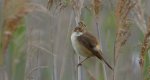 Trzcinniczek zwyczajny, trzcinniczek, trzcionka (Acrocephalus scirpaceus)