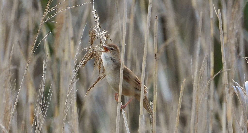 Brzęczka (Locustella luscinioides)