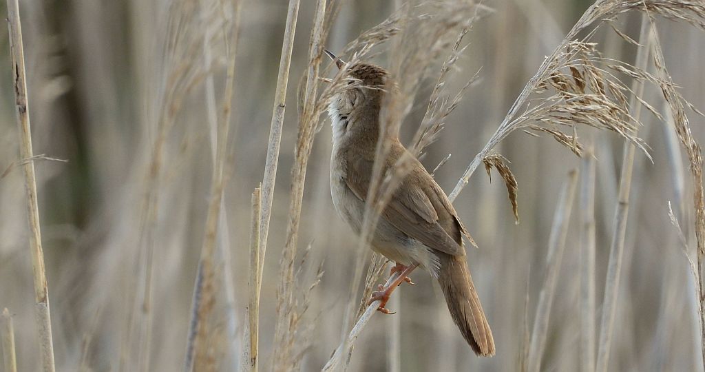 Brzęczka (Locustella luscinioides)