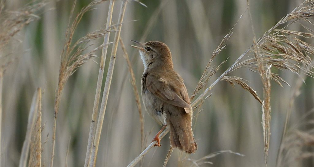 Brzęczka (Locustella luscinioides)
