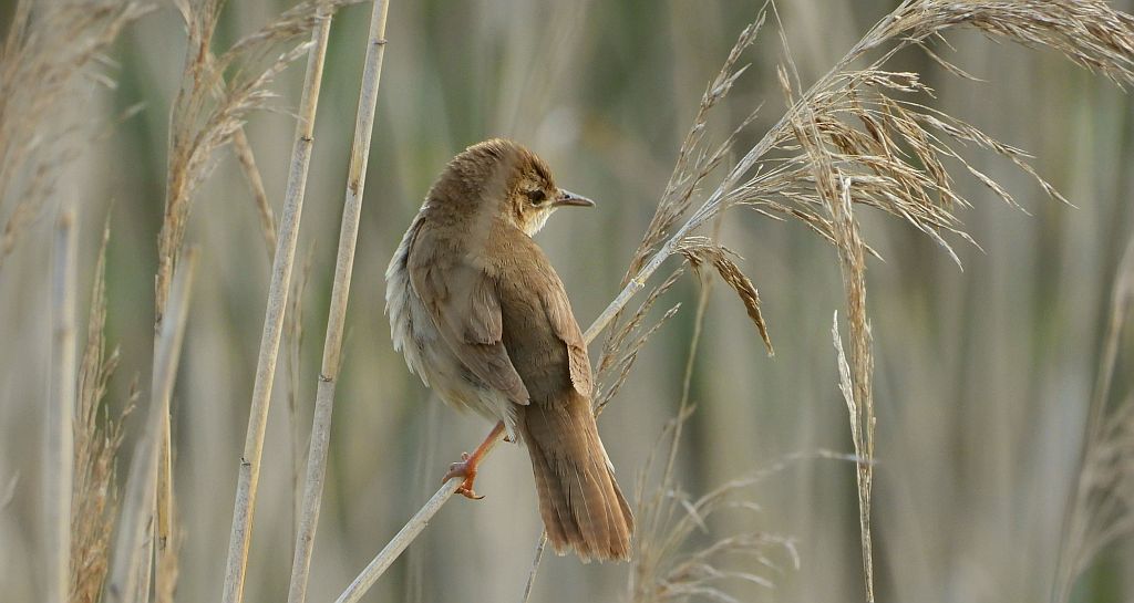 Brzęczka (Locustella luscinioides)